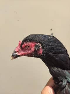 Quality Hen for sale