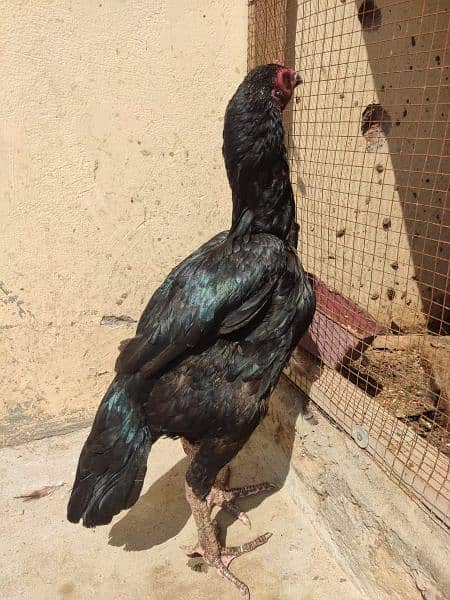 Quality Hen for sale 4