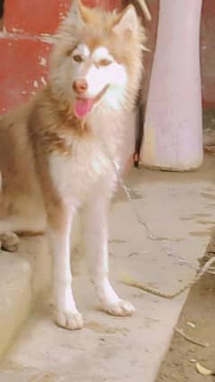 husky dog for sale