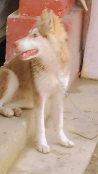 husky dog for sale 1