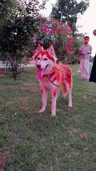 husky dog for sale 3