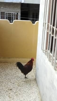 Desi Murga Cock with cage pinjara