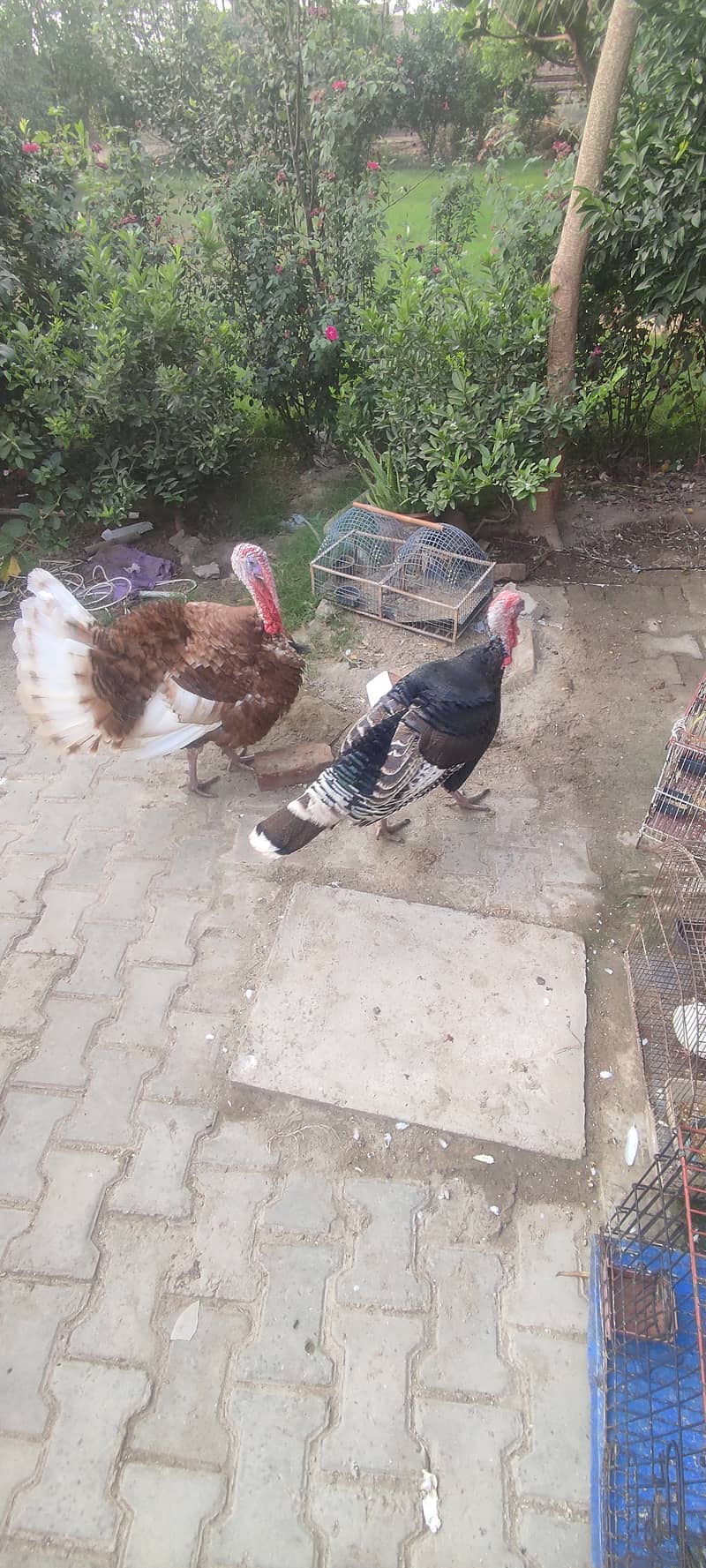 2 Male turkey 3