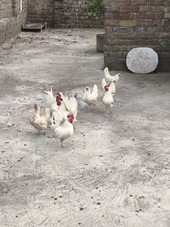 Beautiful Japani Fenci white special hens pairs