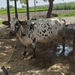 جرسی چولستانی cow for sale