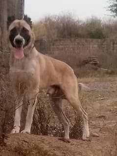 Afghan kuchi male age 12 month for sale