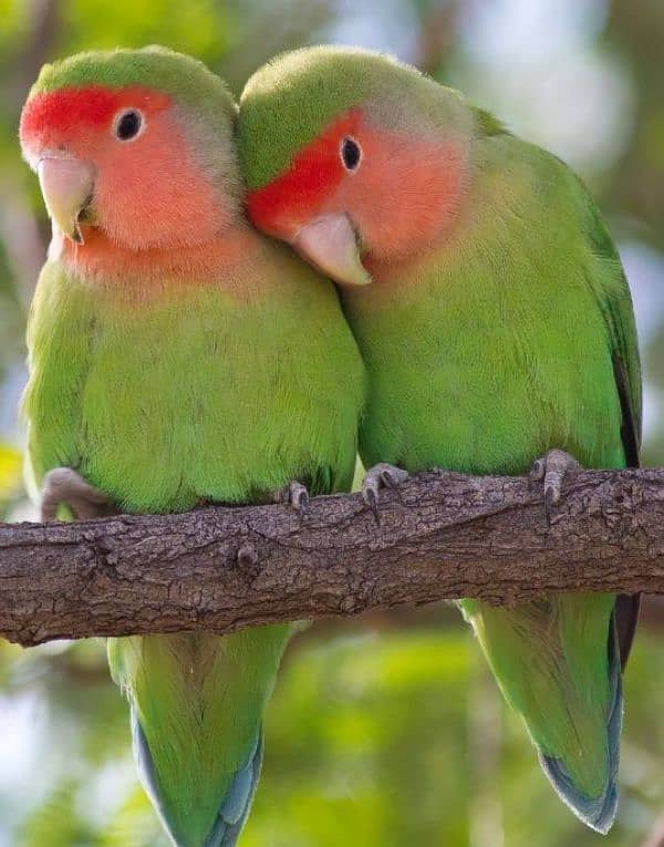 lovebirds 2