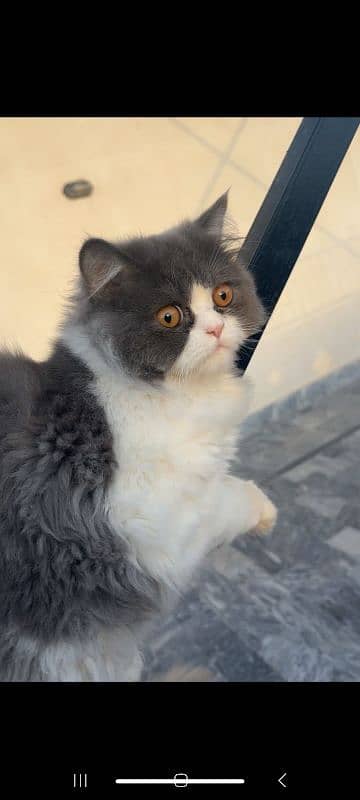 Persian cat 0