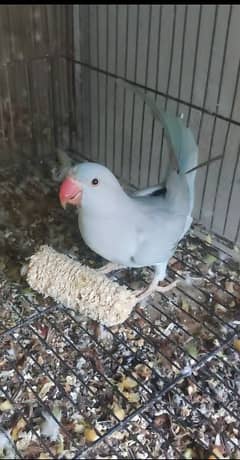 BLUE RINGNECK PARROT