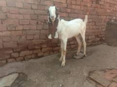 Bakra 03145387877