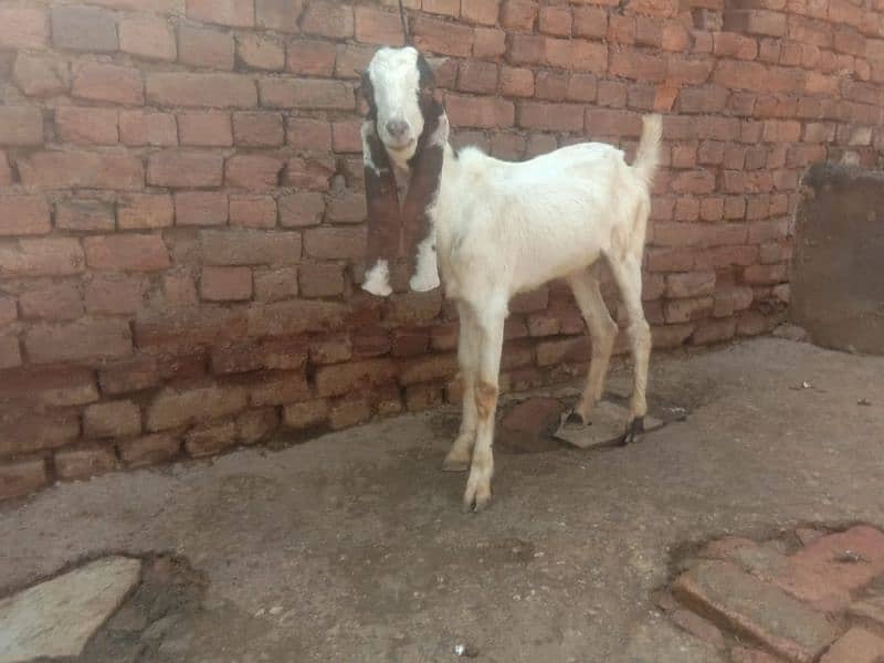 Bakra 03145387877 0