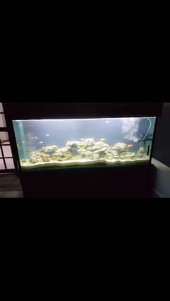 aquarium for sell