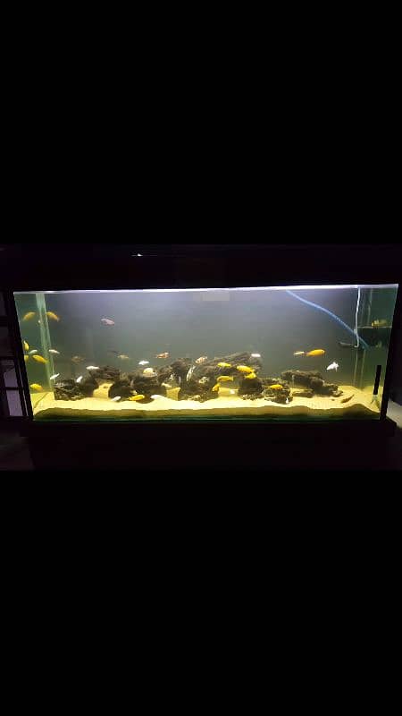 aquarium for sell 1