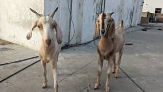 2 Female Goats (Bakriyan)