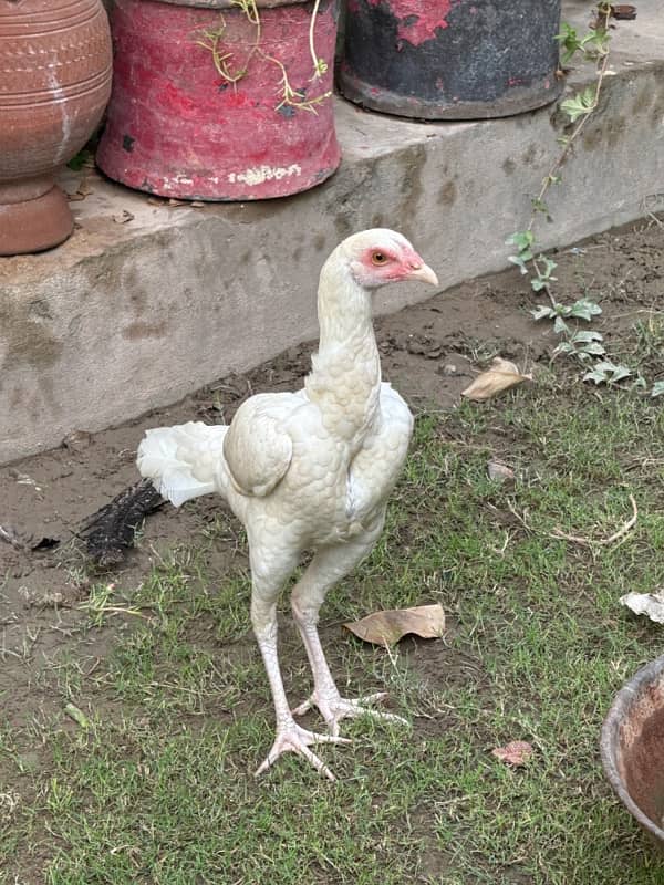 pure white heera breed 3