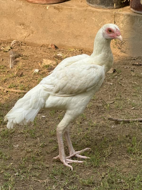 pure white heera breed 5