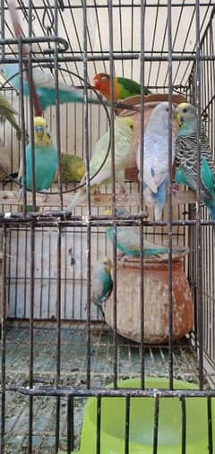 Australian parrot full healthy and active