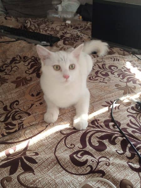 Persian cat for sale beautiful pair 1