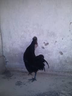 ayam cemani breedr male