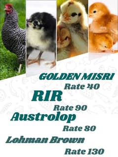 Golden misri chicks | Rate 40