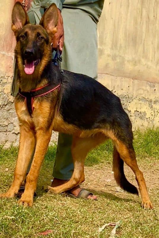 German shepherd female age 5 month for sell 1