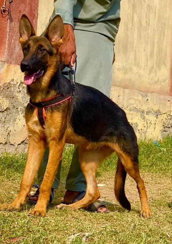 German shepherd female age 5 month for sell 2