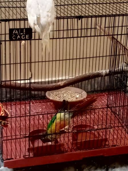 green chick conure 5