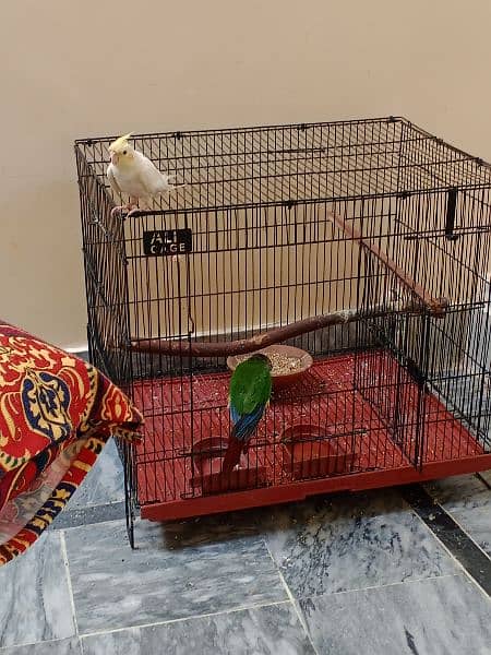 green chick conure 7