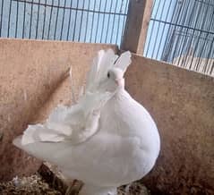 fancy pigeons