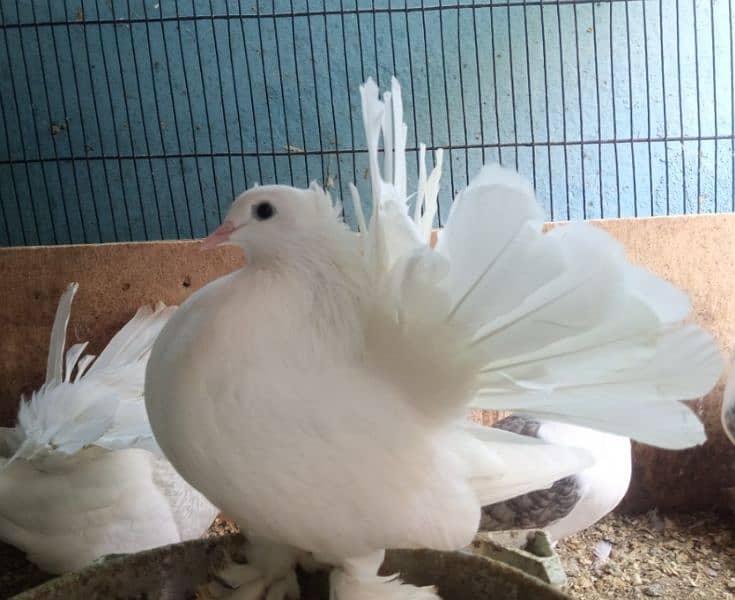 fancy pigeons 1