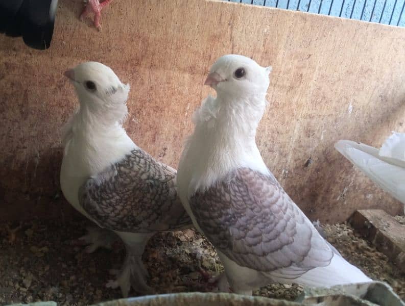 fancy pigeons 2