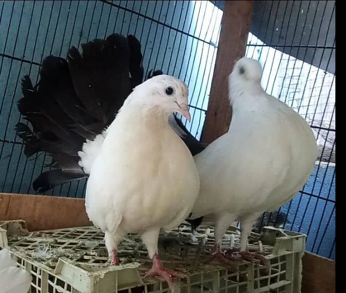 fancy pigeons 3