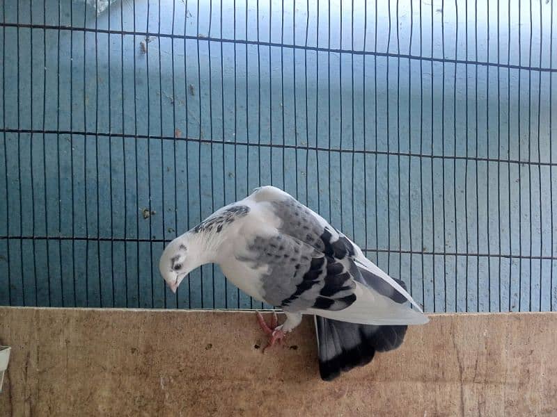 fancy pigeons 4