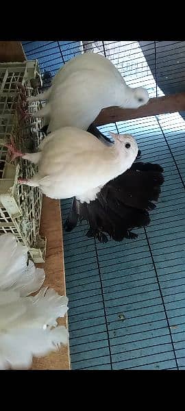 fancy pigeons 5