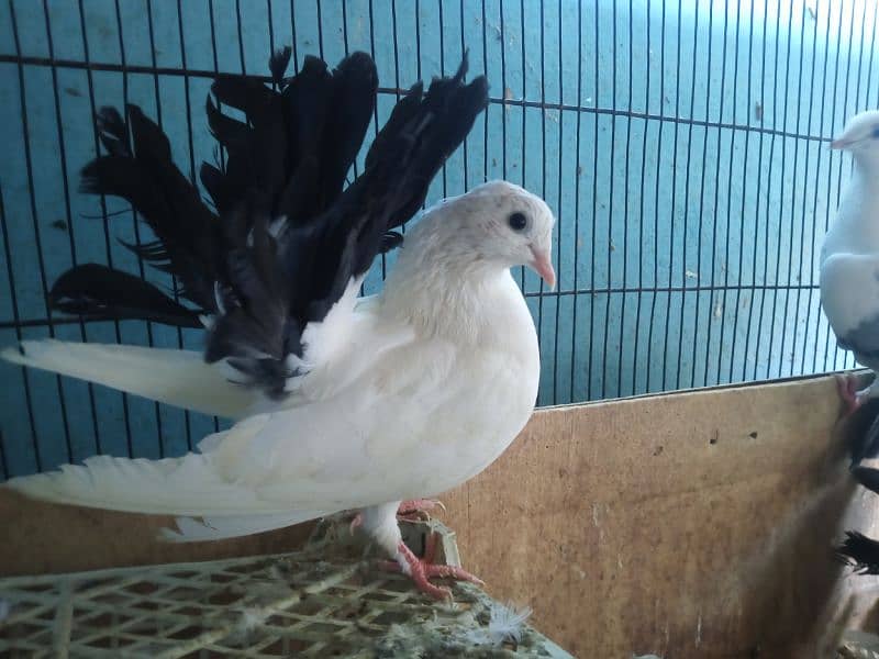 fancy pigeons 6