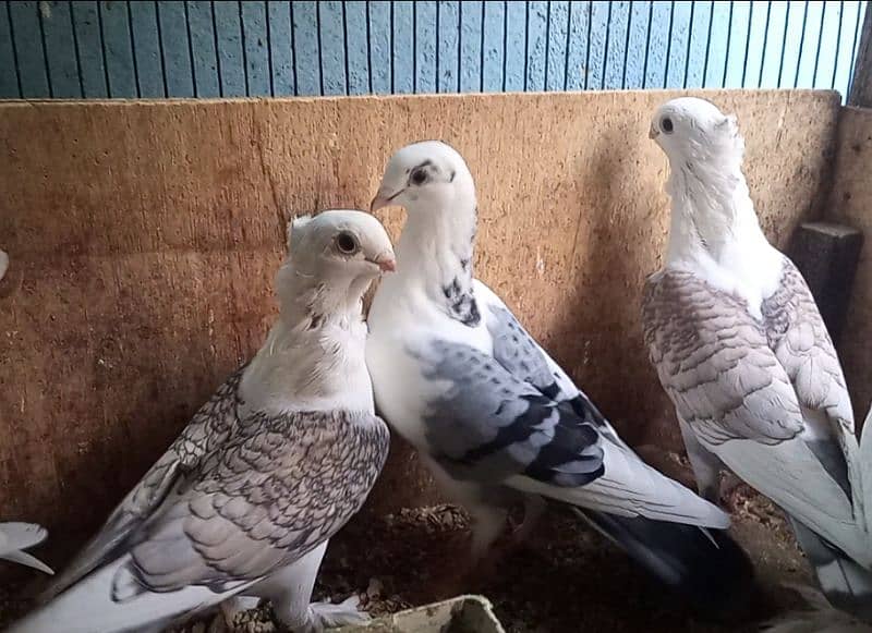 fancy pigeons 7