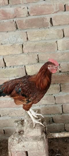 Murga (cock) for sale