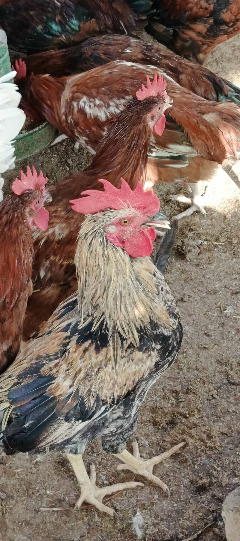 Murga (cock) for sale 1