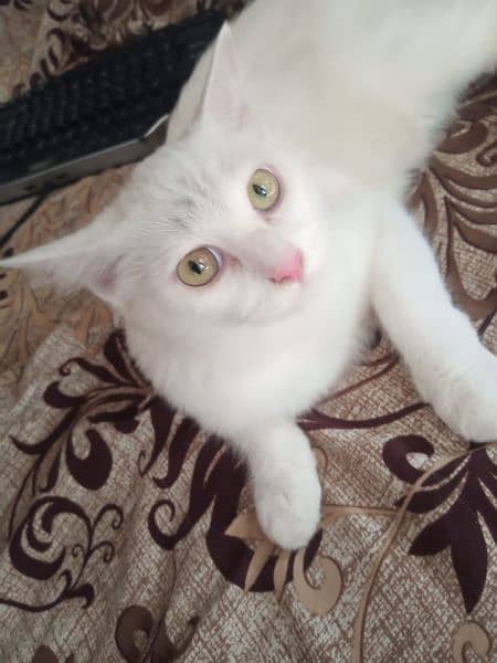 Persian cat for sale beautiful pair 3