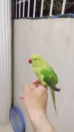 Green ringneck parrot handtame friendly