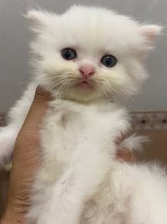 one kitten 11000