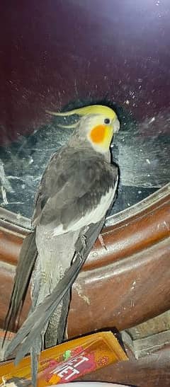 hand tamed cockatiel male