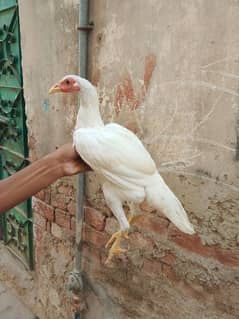 White hen