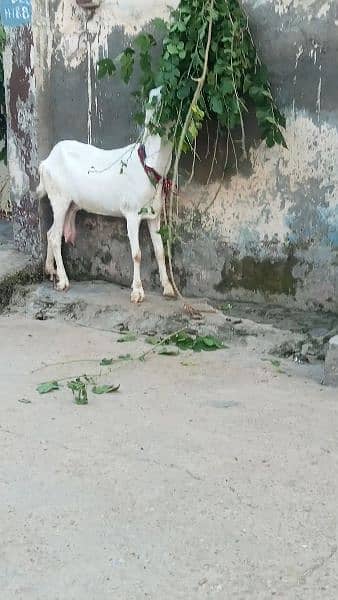 Pure Ranjan Puri 1 month cross Nagra breeder sy argant sale03238371835 1