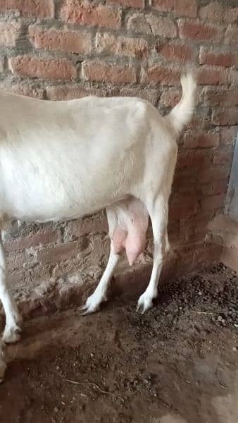 Pure Ranjan Puri 1 month cross Nagra breeder sy argant sale03238371835 3