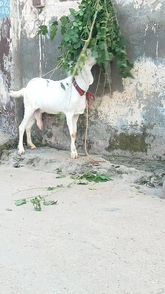 Pure Ranjan Puri 1 month cross Nagra breeder sy argant sale03238371835 4