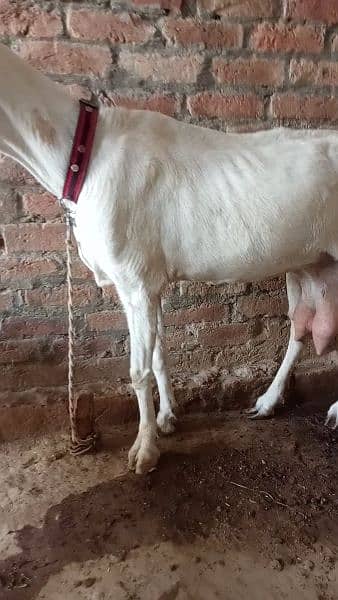 Pure Ranjan Puri 1 month cross Nagra breeder sy argant sale03238371835 5