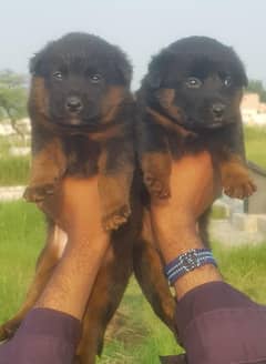 German shepherd puppies for sale / puppy / GSD pup / german shepherd 0