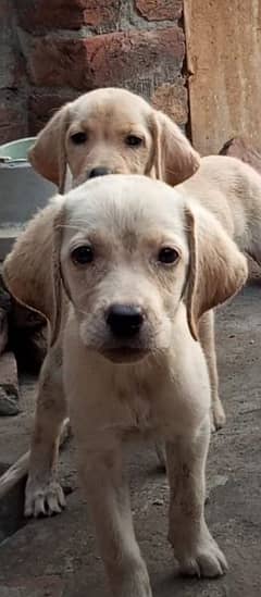 Labrador female's puppy available   03047797044