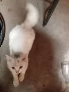 female cat ha dono pure white double coated